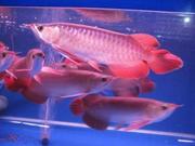 GOLDEN AROWANA FISH AND OTHERS AVAILABLE FOR SALE