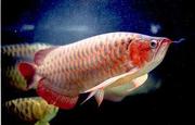RTG, RTG x-back, Super Red, Asian Arowana/ Dragon Fish and for sale