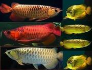 BUY AROWANA FISH NOW!!!!!!!VERY CHEAP
