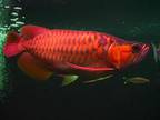 Cheap Super red arowana and many other's for sale!!!!