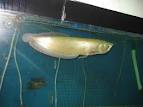 Healthy arowana fishes for sale at an affordable prices