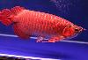 Top Quality  super red Arowana fishes and many others for sale.....