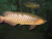 Chili Red,  Asian Red,  Super Red Arowana fish and many other species 