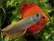 Top quality Grade AAA Arowana fishes from genuine breeders available o