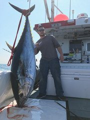 Fresh Quality and Healthy Grade A Giant Bluefin Tuna for Sale