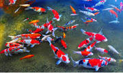 Are you a  Fish Lover | Shop Koi Food | Koi Fish Near Me | Accessories 