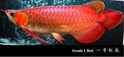 Cheap super red and chilli red arowana fish